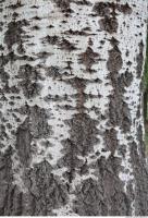 Tree Bark 0001